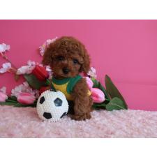 ♀︎ティーカッププードル