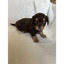 ♀︎チワックス:チワワ×ミニチュアダックスフンド