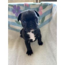 ♀︎ミックス犬