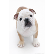 ♀︎ブルドッグ