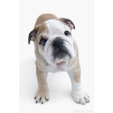 ♀︎ブルドッグ