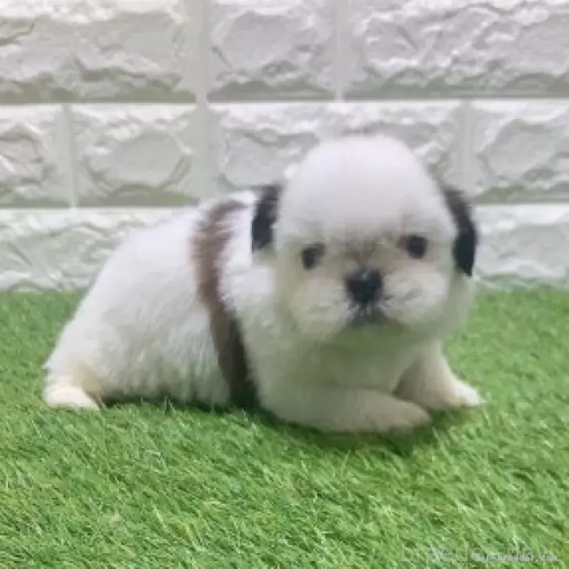 販売中の愛知県のシーズー-452099の5枚目