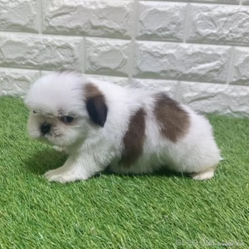 販売中の愛知県のシーズー-452099の4枚目