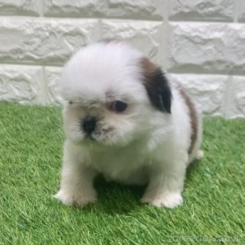 販売中の愛知県のシーズー-452099の3枚目