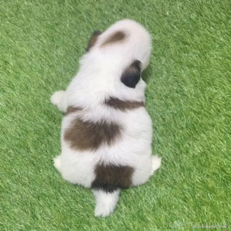 販売中の愛知県のシーズー-452099の2枚目