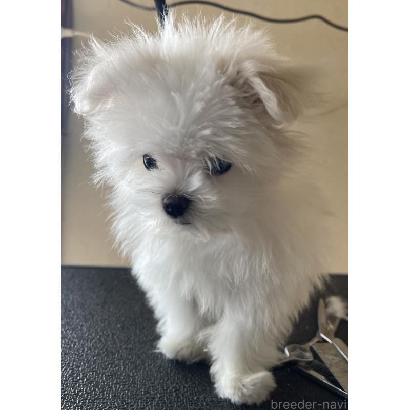 商談中の岡山県のマルチーズ-443067の6枚目