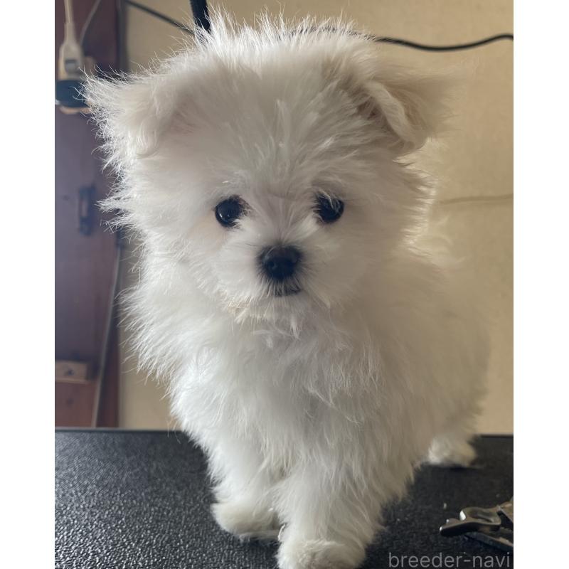 商談中の岡山県のマルチーズ-443067の5枚目