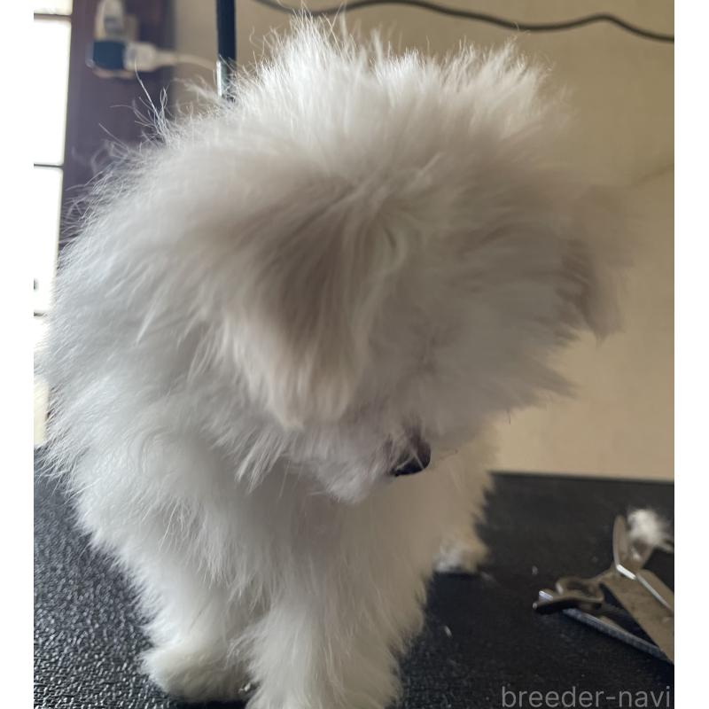 商談中の岡山県のマルチーズ-443067の4枚目