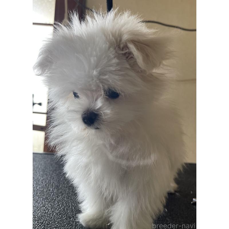 商談中の岡山県のマルチーズ-443067の2枚目