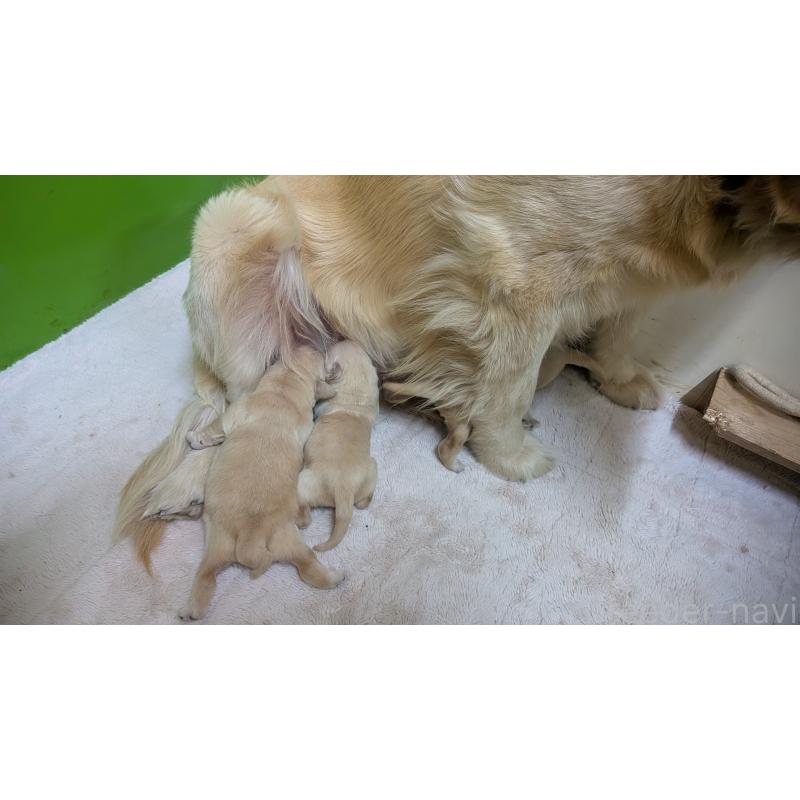 販売中の熊本県のゴールデンレトリーバー-452100の4枚目