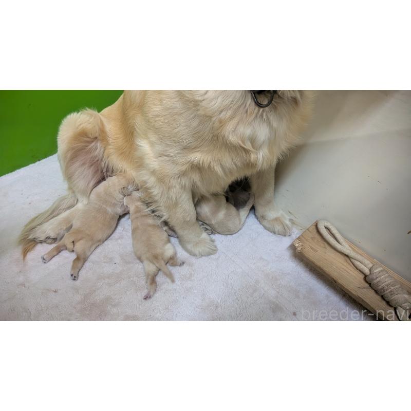 販売中の熊本県のゴールデンレトリーバー-452100の3枚目