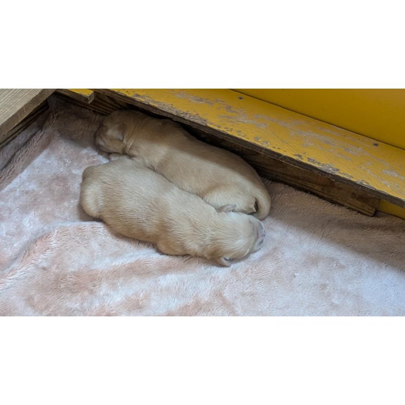 販売中の熊本県のゴールデンレトリーバー-452100の2枚目