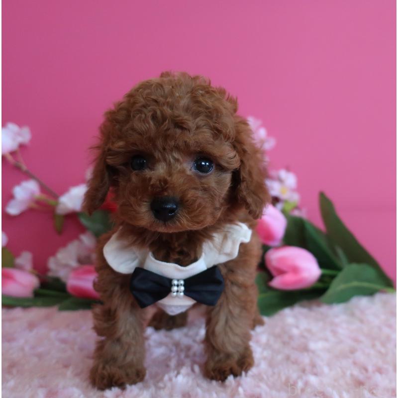 販売中の鹿児島県のタイニープードル-449134