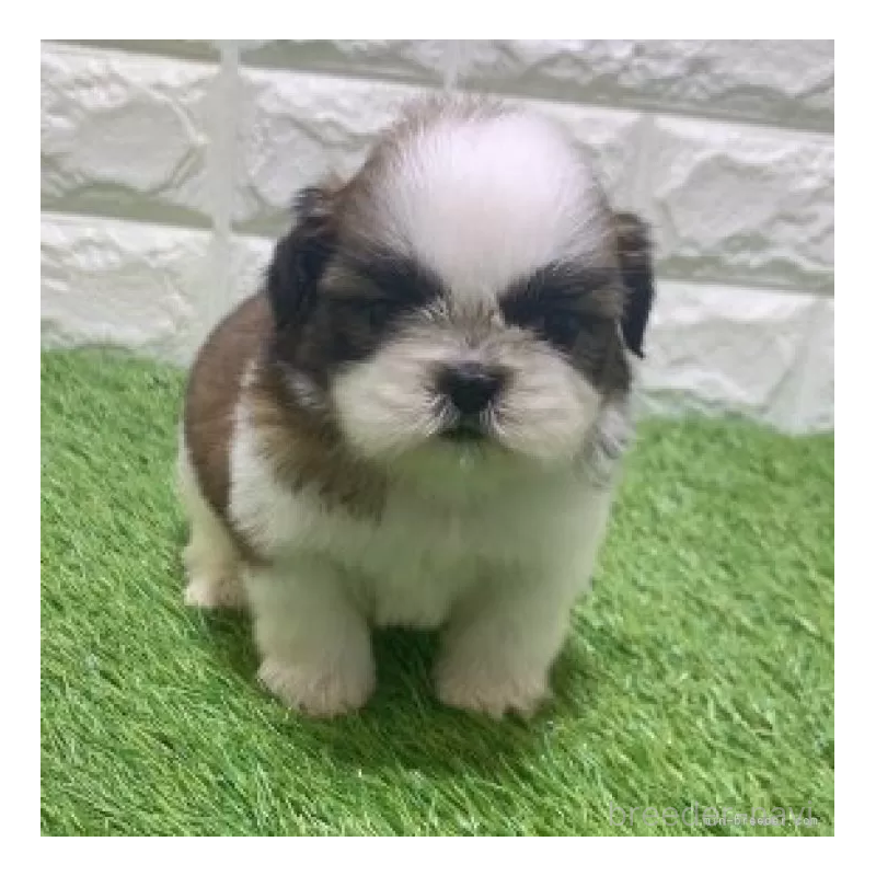 販売中の愛知県のシーズー-452102の5枚目