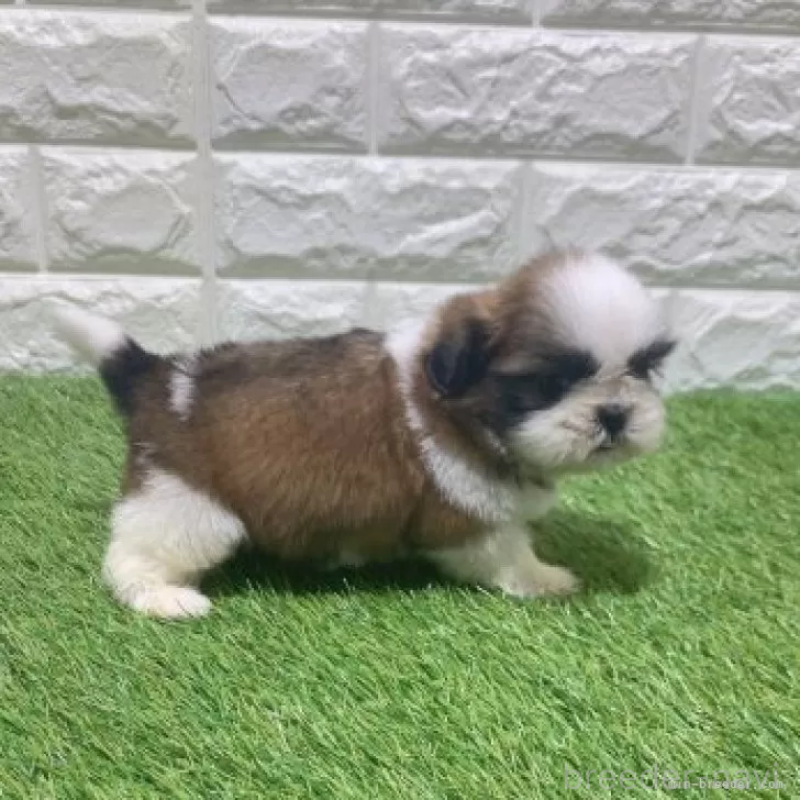 販売中の愛知県のシーズー-452102の4枚目