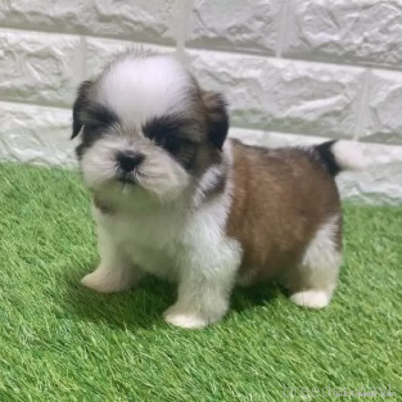 販売中の愛知県のシーズー-452102の3枚目