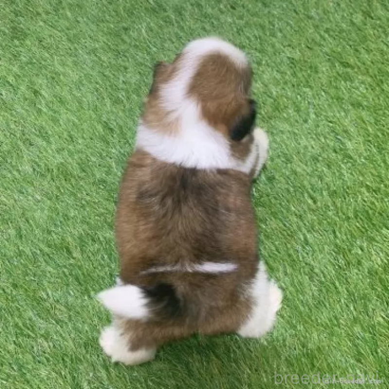 販売中の愛知県のシーズー-452102の2枚目