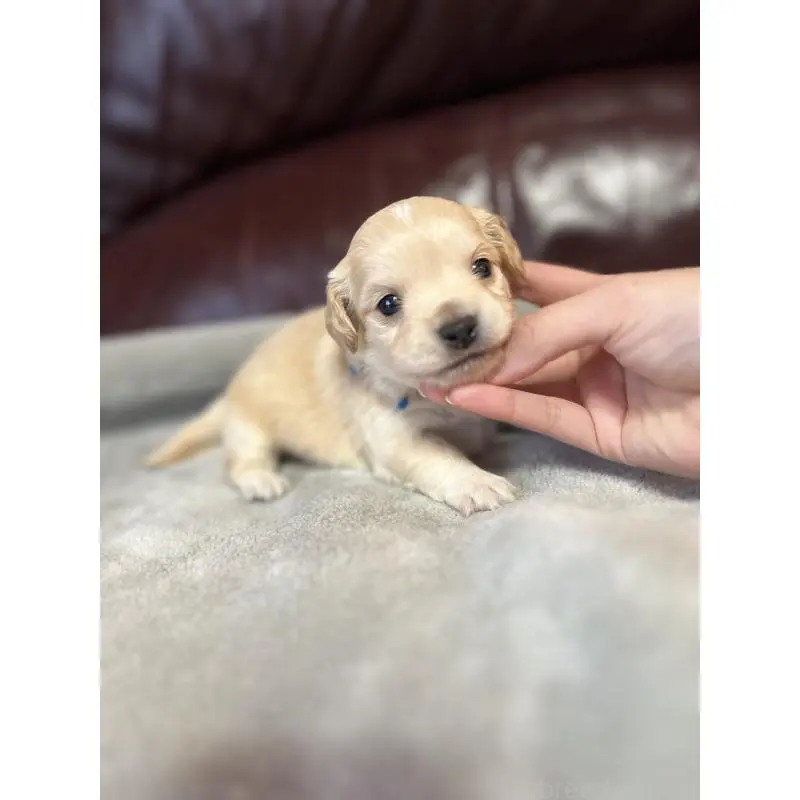 販売中の鹿児島県のチワックス:チワワ×ミニチュアダックスフンド-452103の3枚目