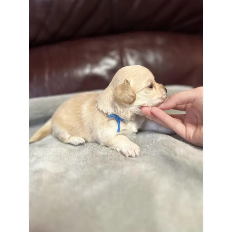 販売中の鹿児島県のチワックス:チワワ×ミニチュアダックスフンド-452103の2枚目