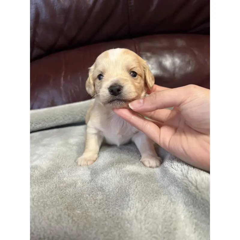 販売中の鹿児島県のチワックス:チワワ×ミニチュアダックスフンド-452104の4枚目