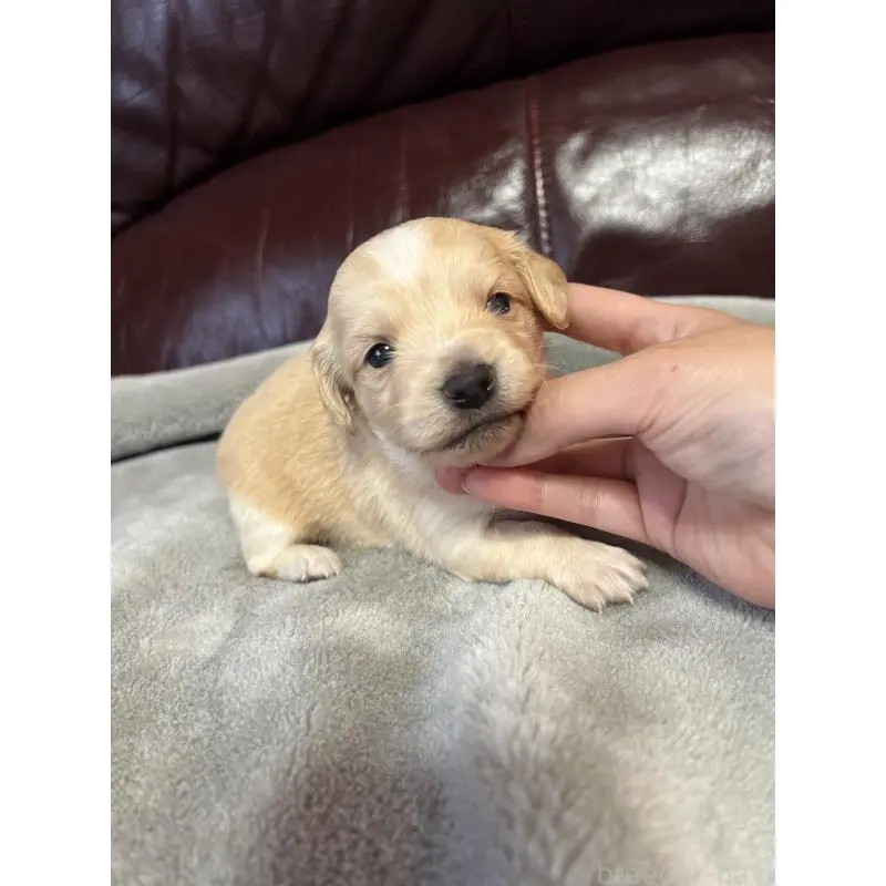 販売中の鹿児島県のチワックス:チワワ×ミニチュアダックスフンド-452104の3枚目