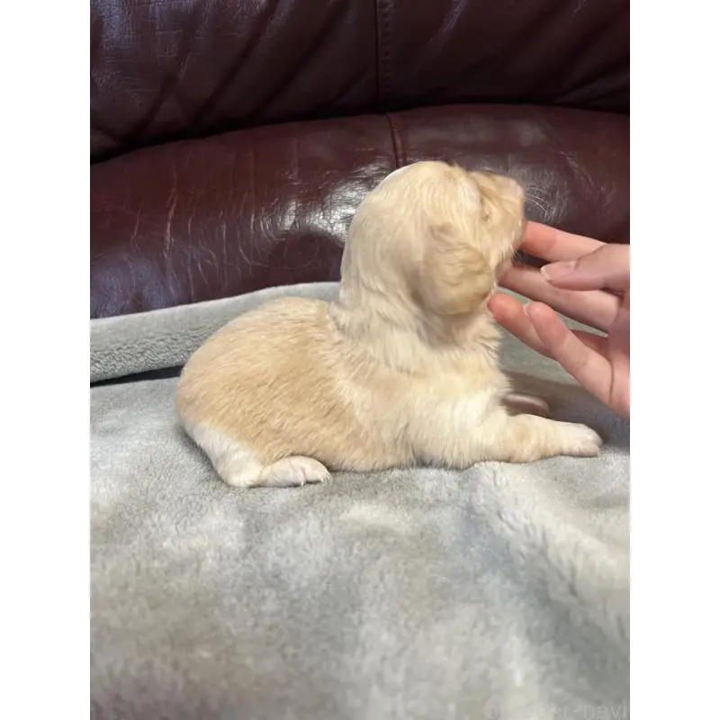 販売中の鹿児島県のチワックス:チワワ×ミニチュアダックスフンド-452104の2枚目