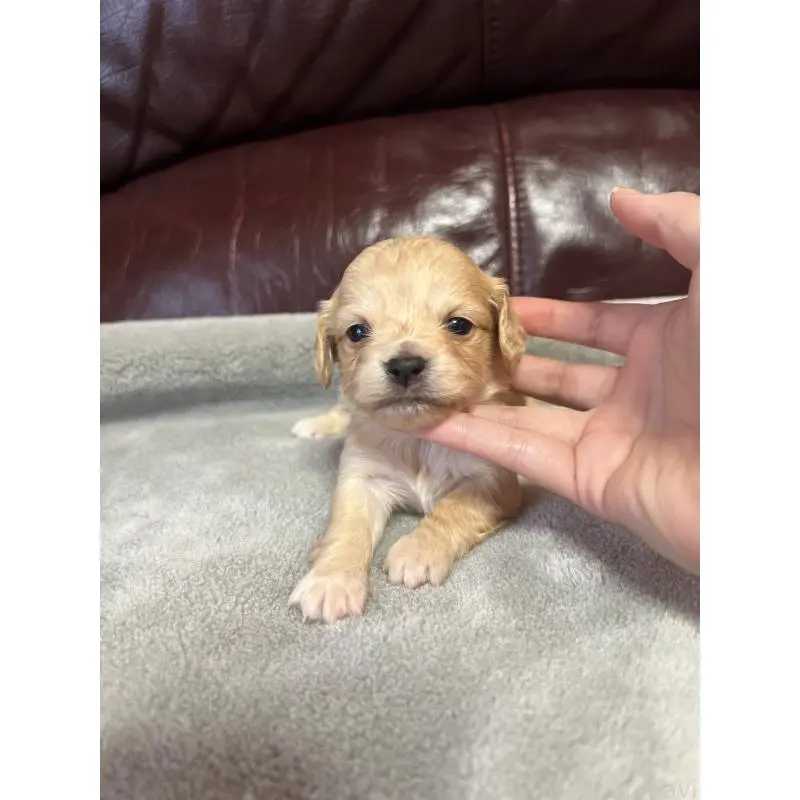 販売中の鹿児島県のチワックス:チワワ×ミニチュアダックスフンド-452105の4枚目