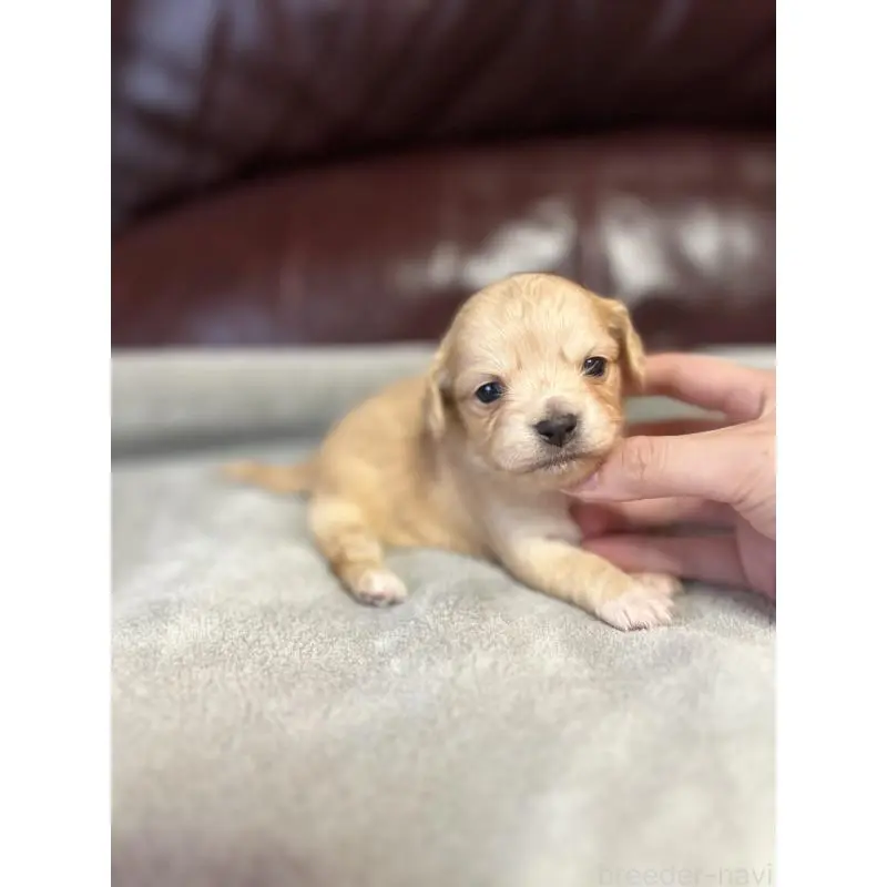 販売中の鹿児島県のチワックス:チワワ×ミニチュアダックスフンド-452105の3枚目