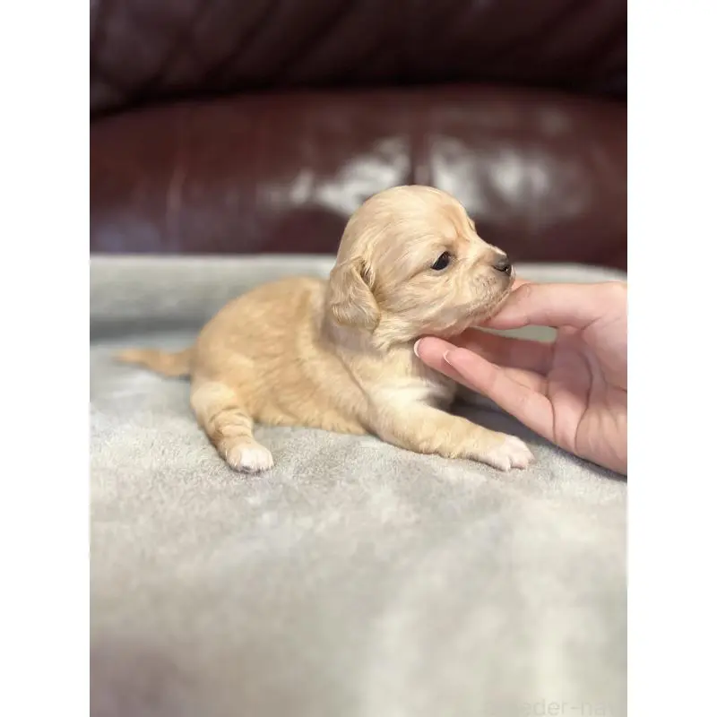 販売中の鹿児島県のチワックス:チワワ×ミニチュアダックスフンド-452105の2枚目