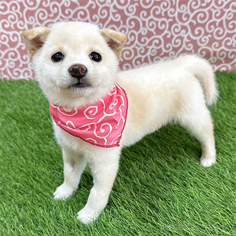 商談中の神奈川県の豆柴-452106の4枚目