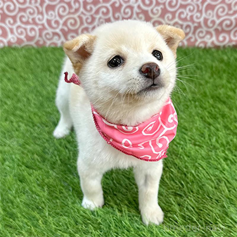 商談中の神奈川県の豆柴-452106の3枚目