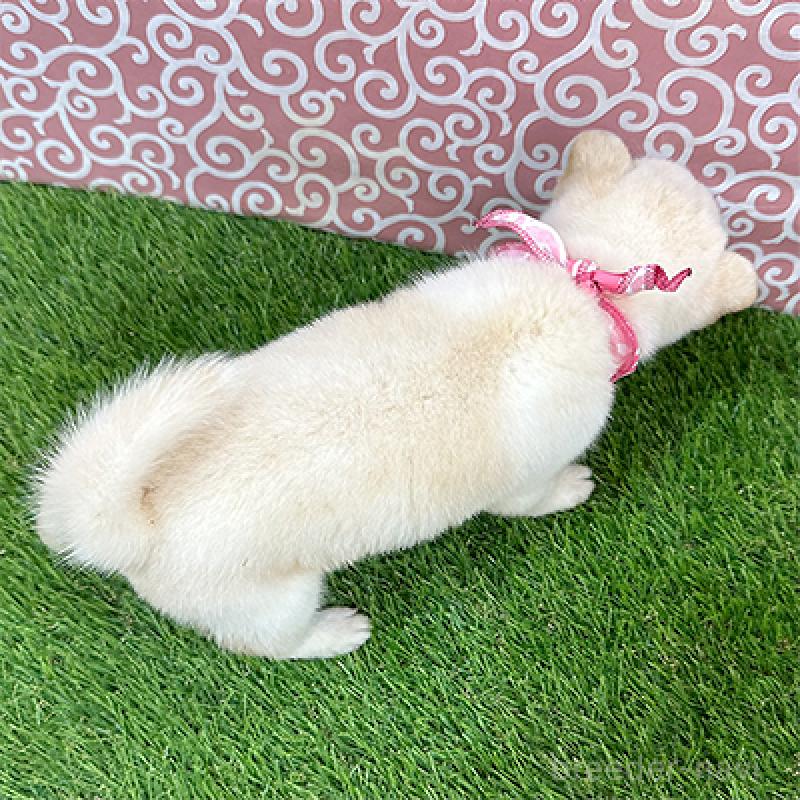 商談中の神奈川県の豆柴-452106の2枚目