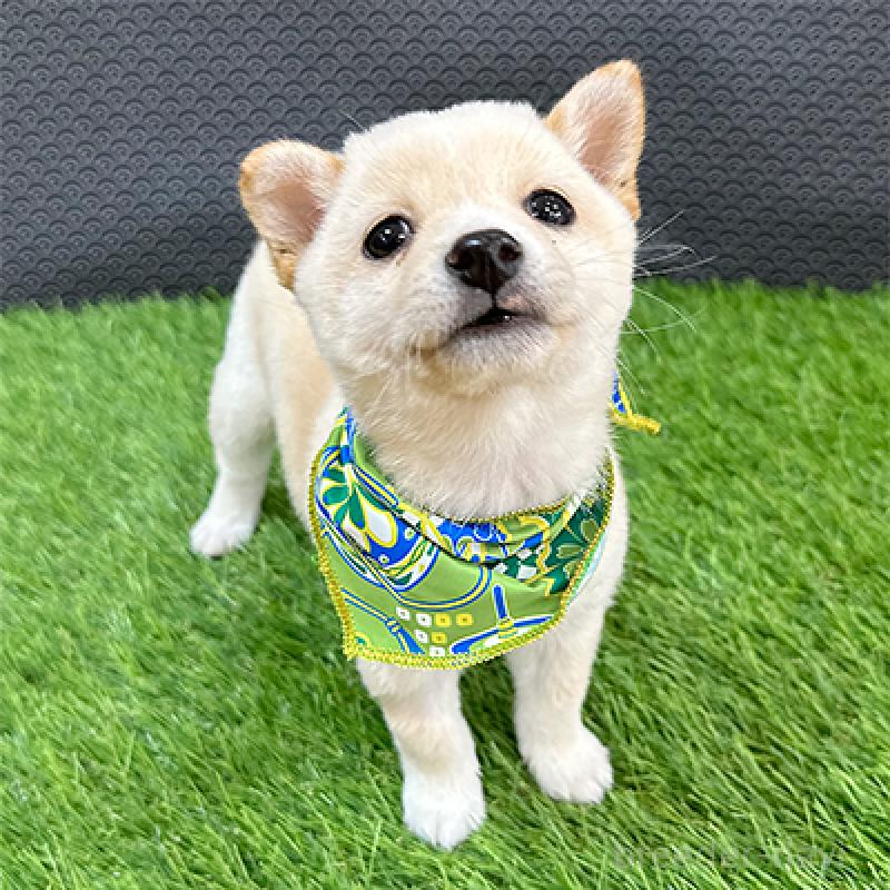 販売中の神奈川県の豆柴-452108