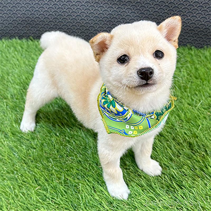 販売中の神奈川県の豆柴-452108の4枚目