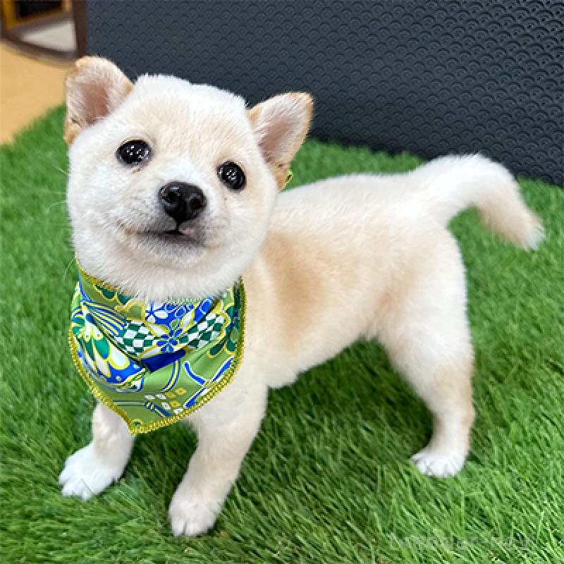 販売中の神奈川県の豆柴-452108の3枚目