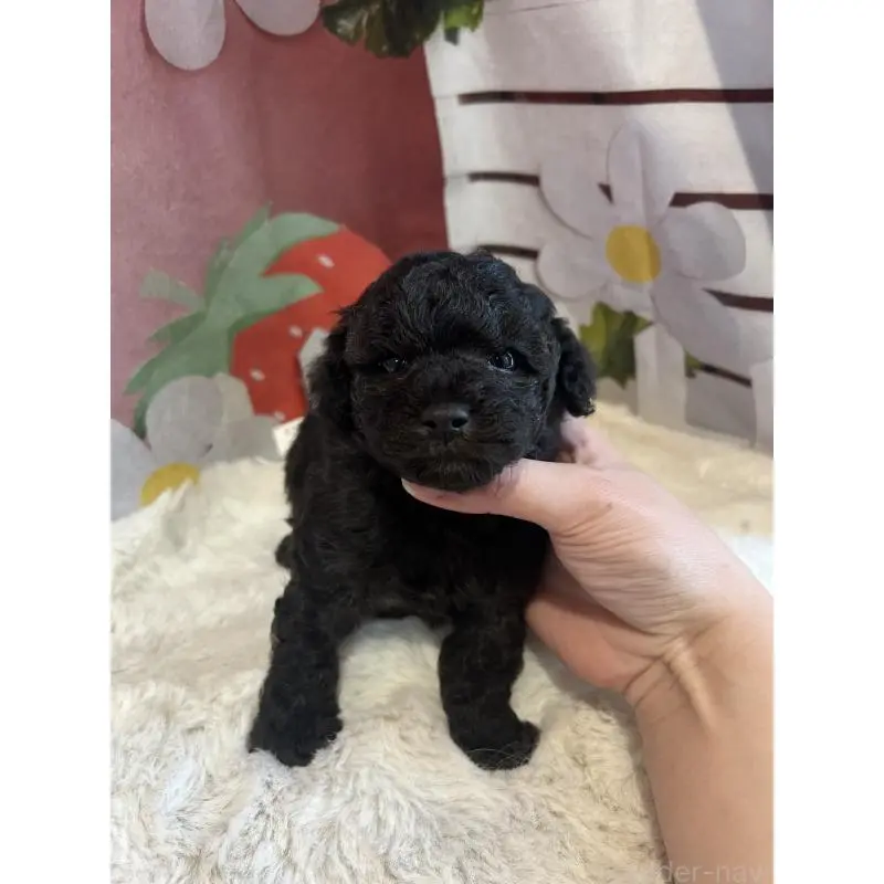 販売中の鹿児島県のタイニープードル-452107の4枚目