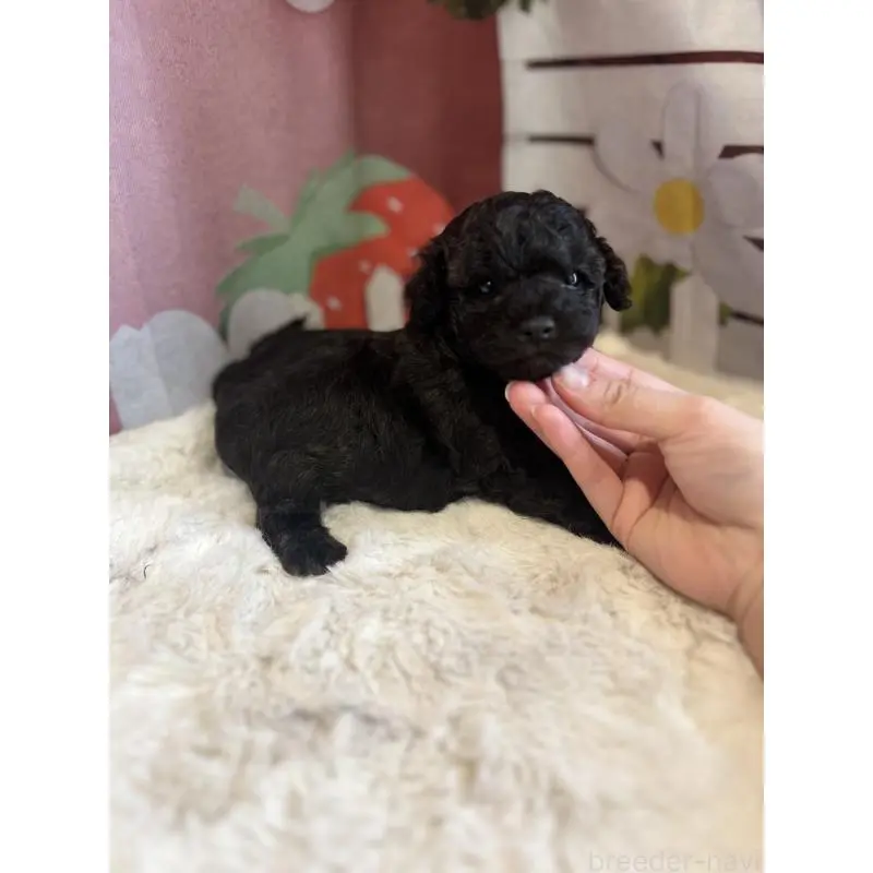 販売中の鹿児島県のタイニープードル-452107の3枚目