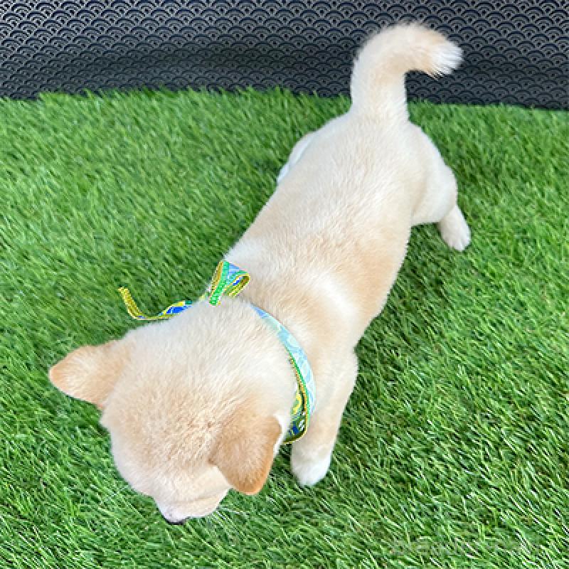 販売中の神奈川県の豆柴-452108の2枚目