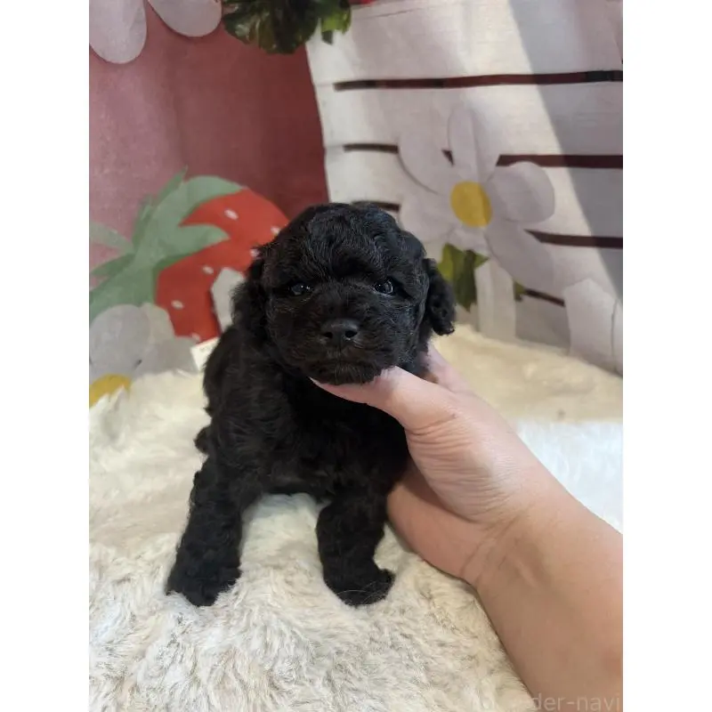 販売中の鹿児島県のタイニープードル-452107の2枚目