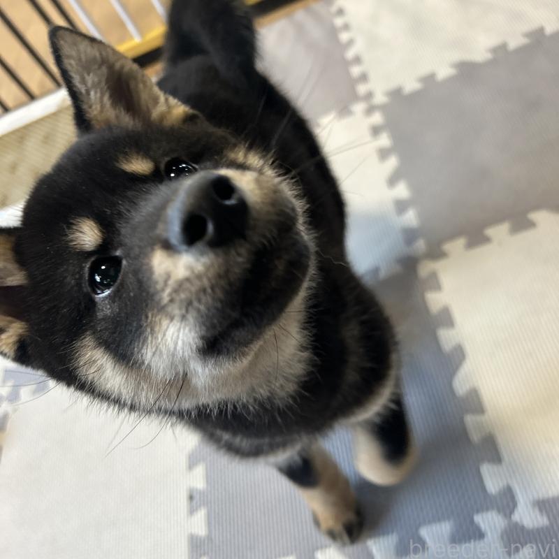 成約済の栃木県の柴犬-445911の7枚目