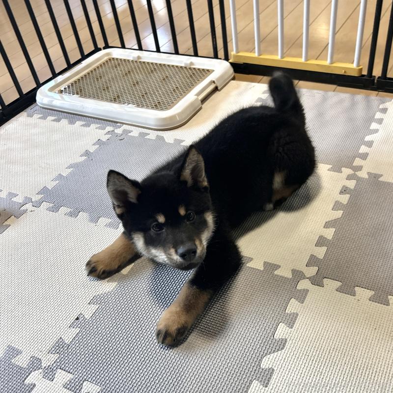 成約済の栃木県の柴犬-445911の6枚目