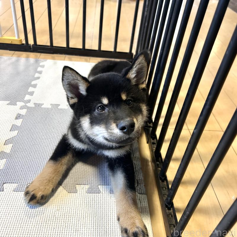 成約済の栃木県の柴犬-445911の5枚目