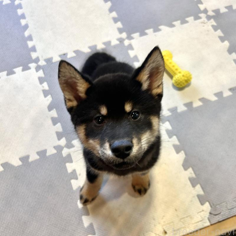 成約済の栃木県の柴犬-445911の4枚目