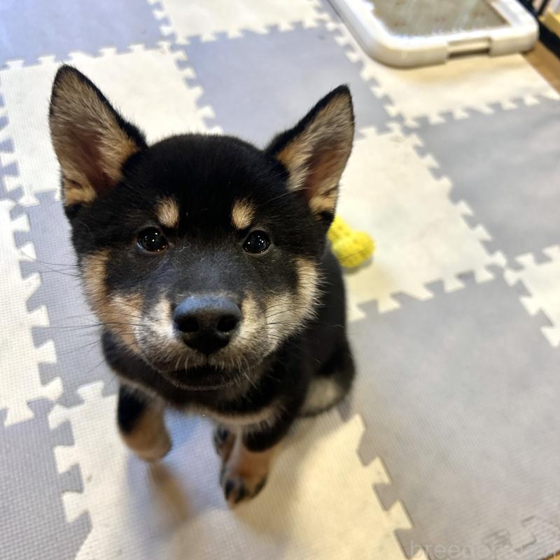 成約済の栃木県の柴犬-445911の3枚目