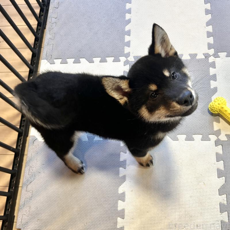 成約済の栃木県の柴犬-445911の2枚目