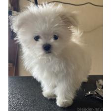 ♀︎マルチーズ