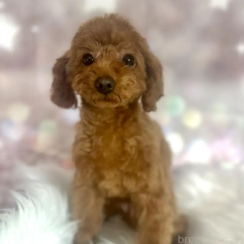 販売中の新潟県のトイプードル-452112の5枚目