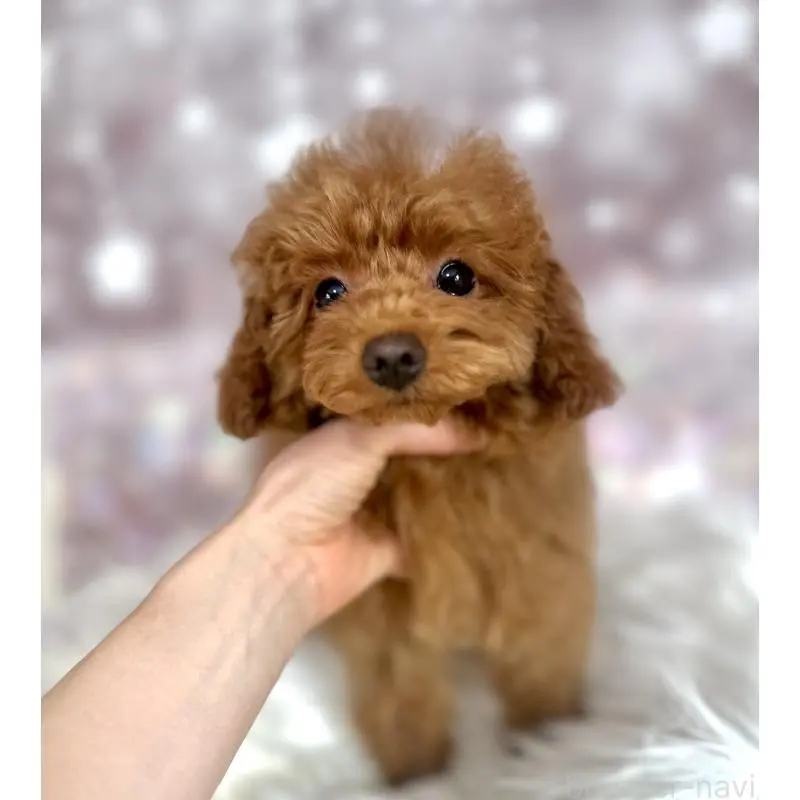 販売中の新潟県のトイプードル-452112の4枚目