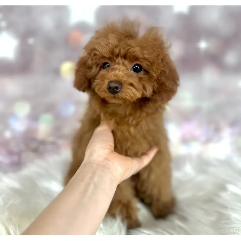 販売中の新潟県のトイプードル-452112の3枚目