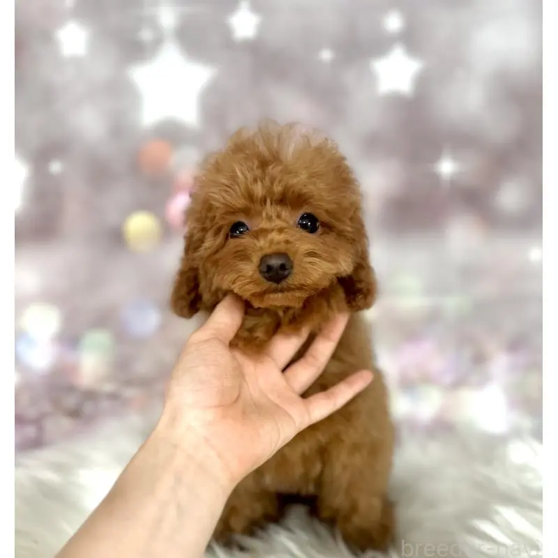 販売中の新潟県のトイプードル-452112の2枚目